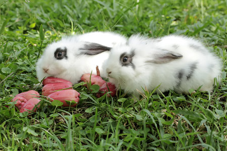 Cute little bunnies with easter egg on green grass