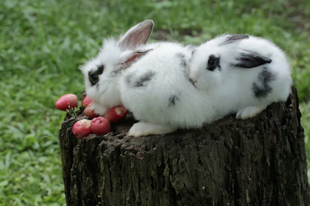 Rabbits on a tree stump with red apples in the garden