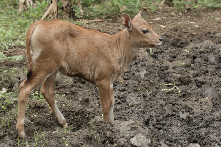 Banteng (Banteng) or Redebeest