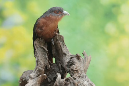 closeup shot of a beautiful bird on a branch with blurred backgroundの写真素材