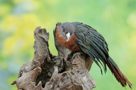 Crested Laughingthrush (Phalacrocorax cinerea)
