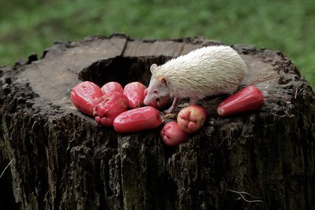 White porcupine on a stump with fruit in the gardenの写真素材