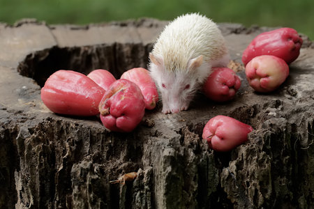 White Chinese porcupineの写真素材