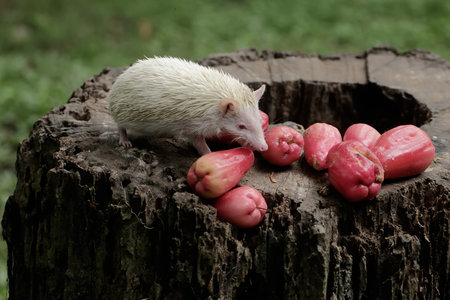 White albino rodent and red fruit on the stumpの写真素材