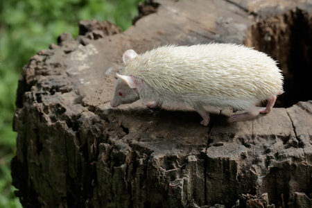 White albino rat on a stump in the forestの写真素材