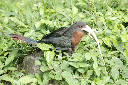 Pheasant-tailed turaco, single bird on grass, Brazil