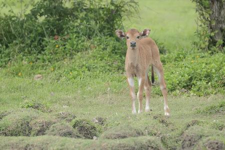 Calf in the field with green background,Thailand.
