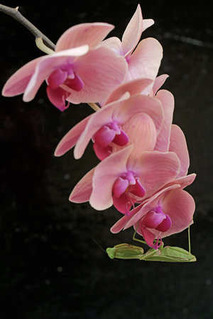 Praying Mantis and pink orchids on black backgroundの写真素材