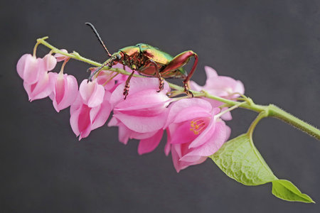 Beetle on pink flower. Isolated on black background.