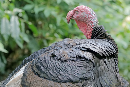 Turkey in the garden, close-up of head and neck.