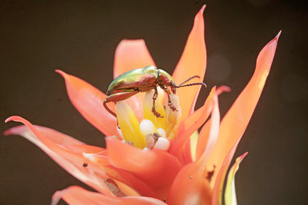 Beetle on a flower in the rainforest of Belizeの写真素材