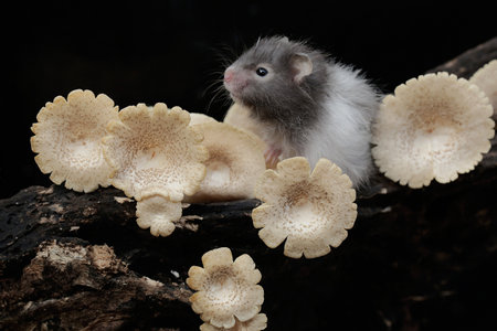 Hamster and mushrooms on a wooden log, isolated on black backgroundの写真素材
