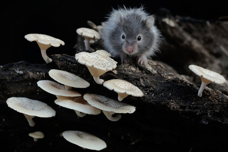 Mushroom mouse on a dead tree trunk on a black background