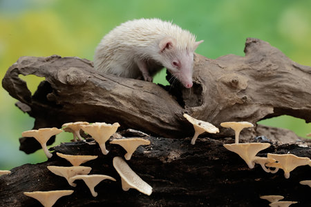 White albino porcupine on a branch of a treeの写真素材