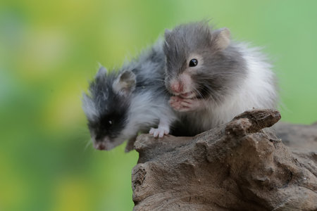 Hamster is a rodent of the family Sciuridae. It is a member of the family Sciuridae.の写真素材