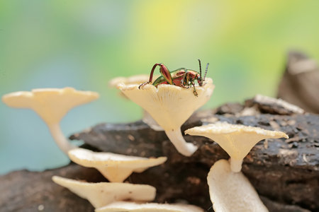 insect on the mushroom