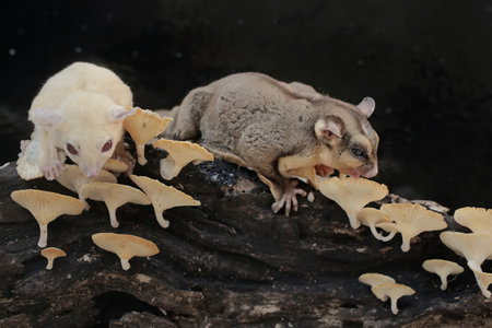 Sugar glider ( Petaurus breviceps) eating mushroomsの写真素材