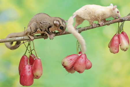 sugar glider on a tree branch with fruit in background.の写真素材