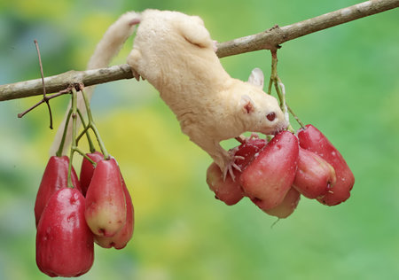 A baby rat is eating red apples on a branch in the garden.の写真素材