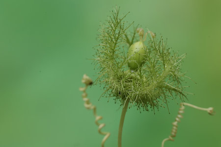 Passiflora foetida,Gran Canaria,Spain