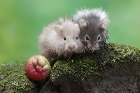 Hamsters on a rock with an apple in the background, selective focusの写真素材
