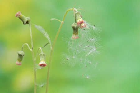 Dandelion seeds on a green background. Shallow depth of field.