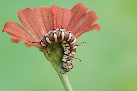 A caterpillar of a zinnia flower on a green backgroundの写真素材