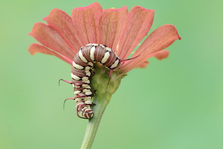 Caterpillar of Zinnia elegans on a red flowerの写真素材