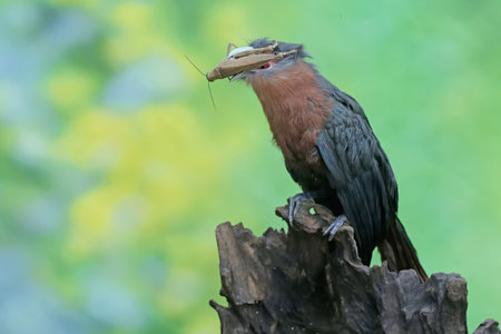 Pied-billed Cormorant on a stump in natureの写真素材