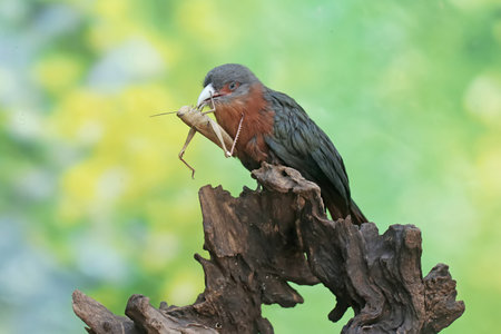 Birds of Africa, the beauty of the nature around us.の写真素材
