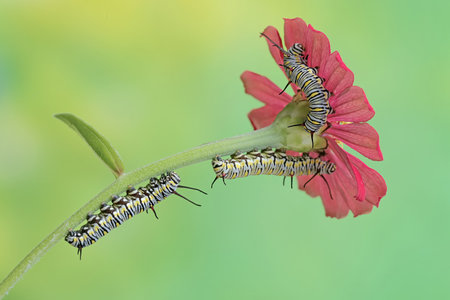 Image of caterpillar on flower on nature background. Insect. Animalの写真素材