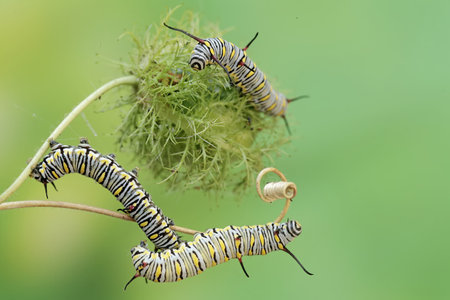 Caterpillar of Papilio machaon on plant in the wild