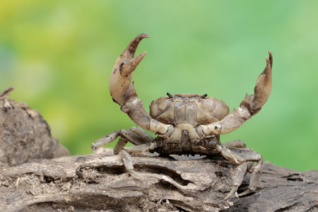 Close up of a scorpion on a log in the nature.の写真素材