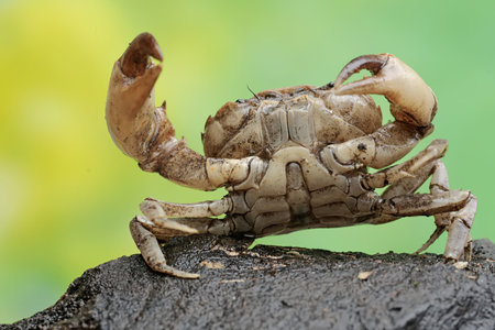 Close up of a crab on a rock