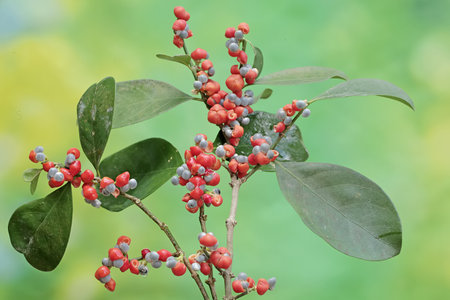 Close up of a branch with red berries on blurred green background.