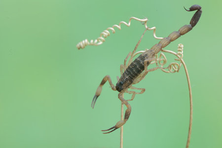 Image of a scorpion on green background. Insect Animal. Animalの写真素材