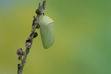 butterfly chrysalis hanging on a branch with green backgroundの写真素材