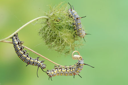 butterfly larva and caterpillar on plant in the wildの写真素材