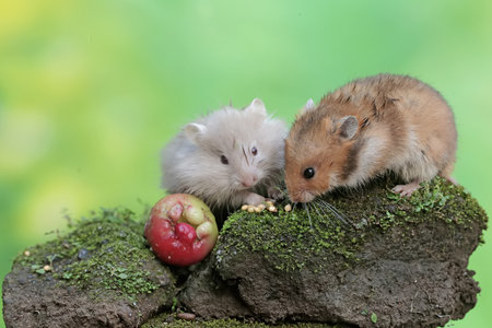 Hamster and hamster eating an apple on a rock with green backgroundの写真素材