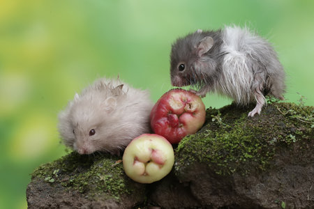 Hamsters and apples on a mossy rock, on green backgroundの写真素材