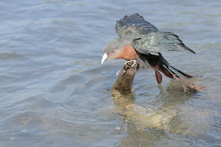 Pigeon bird with a fish in its beak in the water