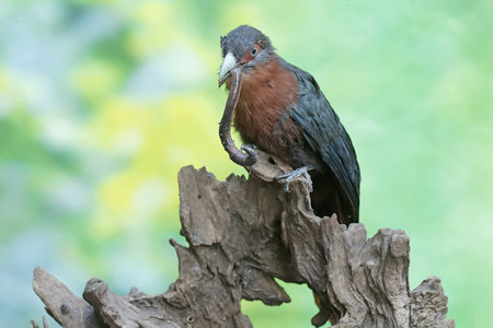 Pheasant-tailed Drongo (Pheasant-tailed Drongo)