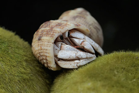 Hermit crab on green moss with black background, close up.の写真素材