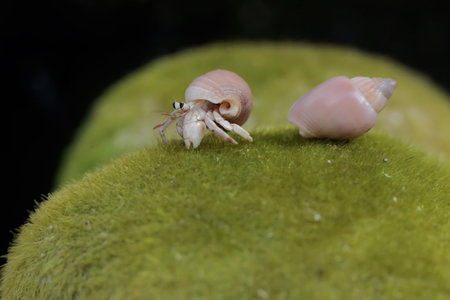 Hermit crab and seashells on a green moss. Selective focus.の写真素材