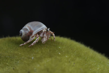 Hermit crab on a green leaf.の写真素材