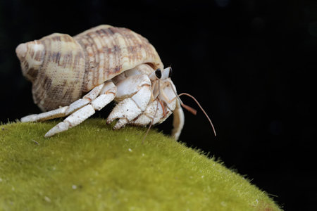 Hermit crab on a green moss in the rainforest of Costa Rica
