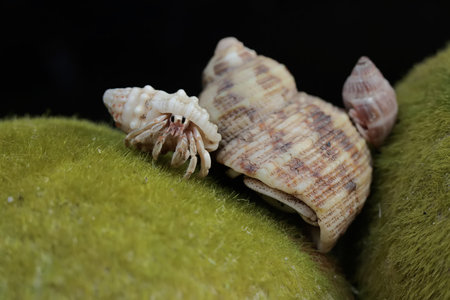 Hermit crab and hermit crab on green grass. Hermit crab on green grass. Hermit crab