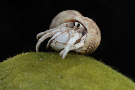 Hermit crab on a green moss, black background, close-upの写真素材