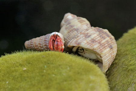 Hermit crab on a green moss in the rainforest of Thailand