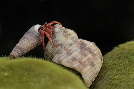 Hermit crab on green grass with a black background, close-upの写真素材
